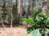 Blaufl&uuml;gel-Prachtlibelle
