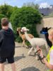 Foto vom Album: Erlebnisreiche Tage im KiJuKuZ