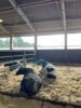 Foto vom Album: Woran erkennt man reifes Getreide?