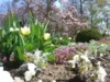 Fr&uuml;hjahrsbepflanung im Parterre, Foto Ulrich Jarke