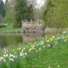 Narzissen am Schlossteich, Foto Helga Holz