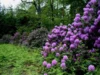 Rhododendren im Waldparkteil, Foto Carmen Winter