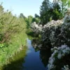 Rhododendren im Waldparkteil, Foto Helga Holz