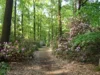 Rhododendronbest&auml;nde, Foto Antje Kienow