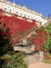 Wilder Wein an den Terrassen, Foto Norbert Hesse