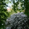 wei&szlig;e Pracht, Foto Helga Holz