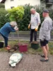Foto vom Album: Gold-Trompetenbaum
