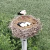 Storch