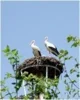 Foto vom Album: Bilder