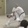 Fotoalbum