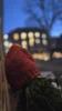 Foto vom Album: Treppensingen 15.12.2025 