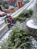 Foto vom Album: Weihnachtsbäume 2026