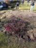 Foto vom Album: Schulgarten reloaded – Mission Frühling gestartet
