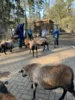 Foto vom Album: Ein tolles Tierparkerlebnis