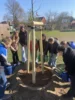 Foto vom Album: Rotbuchen für unseren Schulhof