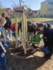 Foto vom Album: Rotbuchen für unseren Schulhof