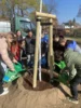 Foto vom Album: Rotbuchen für unseren Schulhof