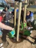 Foto vom Album: Rotbuchen für unseren Schulhof