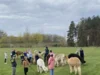 Foto vom Album: Den Alpakas ganz nah