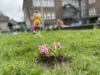 Foto vom Album: Frühblüher pflanzen