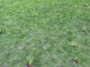 Foto vom Album: Frühblüher pflanzen