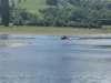 270526 Person in Elbe 2