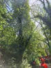 Foto vom Album: 010626 Boselweg Baum