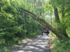 Foto vom Album: 010626 Boselweg Baum