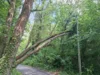 Foto vom Album: 010626 Boselweg Baum