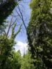 Foto vom Album: 010626 Boselweg Baum