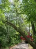 Foto vom Album: 010626 Boselweg Baum