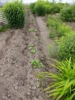 Foto vom Album: Schulgarten 2