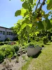 Foto vom Album: Schulgarten 2