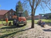 Foto vom Album: Rückblick April/Mai Große Füchse