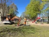 Foto vom Album: Rückblick April/Mai Große Füchse