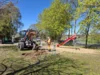 Foto vom Album: Rückblick April/Mai Große Füchse