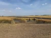 Foto vom Album: 280626 Dira Feld