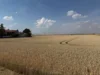 Foto vom Album: 280626 Dira Feld