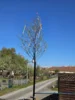 Foto vom Album: Frühschoppen zum 1. Mai 2026 im KGV „Einigkeit Greifswald e.V.“
