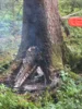 Foto vom Album: Baum