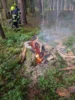Foto vom Album: Baum