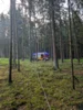Foto vom Album: Baum