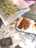 Getrocknete Minze und Lavendel_SHG We R / Wir sind_LuKISS e.V. 2026