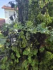 Foto vom Album: Hecke