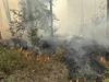 Foto vom Album: 090826 Waldbrand  Kleiner Stein