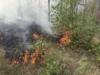 Foto vom Album: 090826 Waldbrand  Kleiner Stein