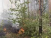 Foto vom Album: 090826 Waldbrand  Kleiner Stein