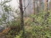 Foto vom Album: 090826 Waldbrand  Kleiner Stein