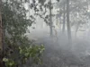 Foto vom Album: 090826 Waldbrand  Kleiner Stein