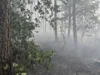 Foto vom Album: 090826 Waldbrand  Kleiner Stein
